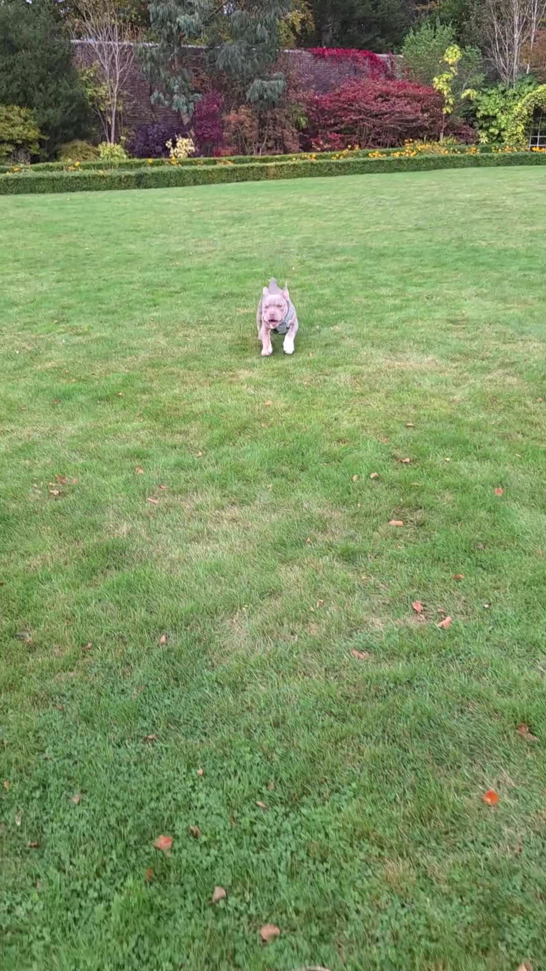 American Bully dogs for sale: Pocket Bully  - Video 2