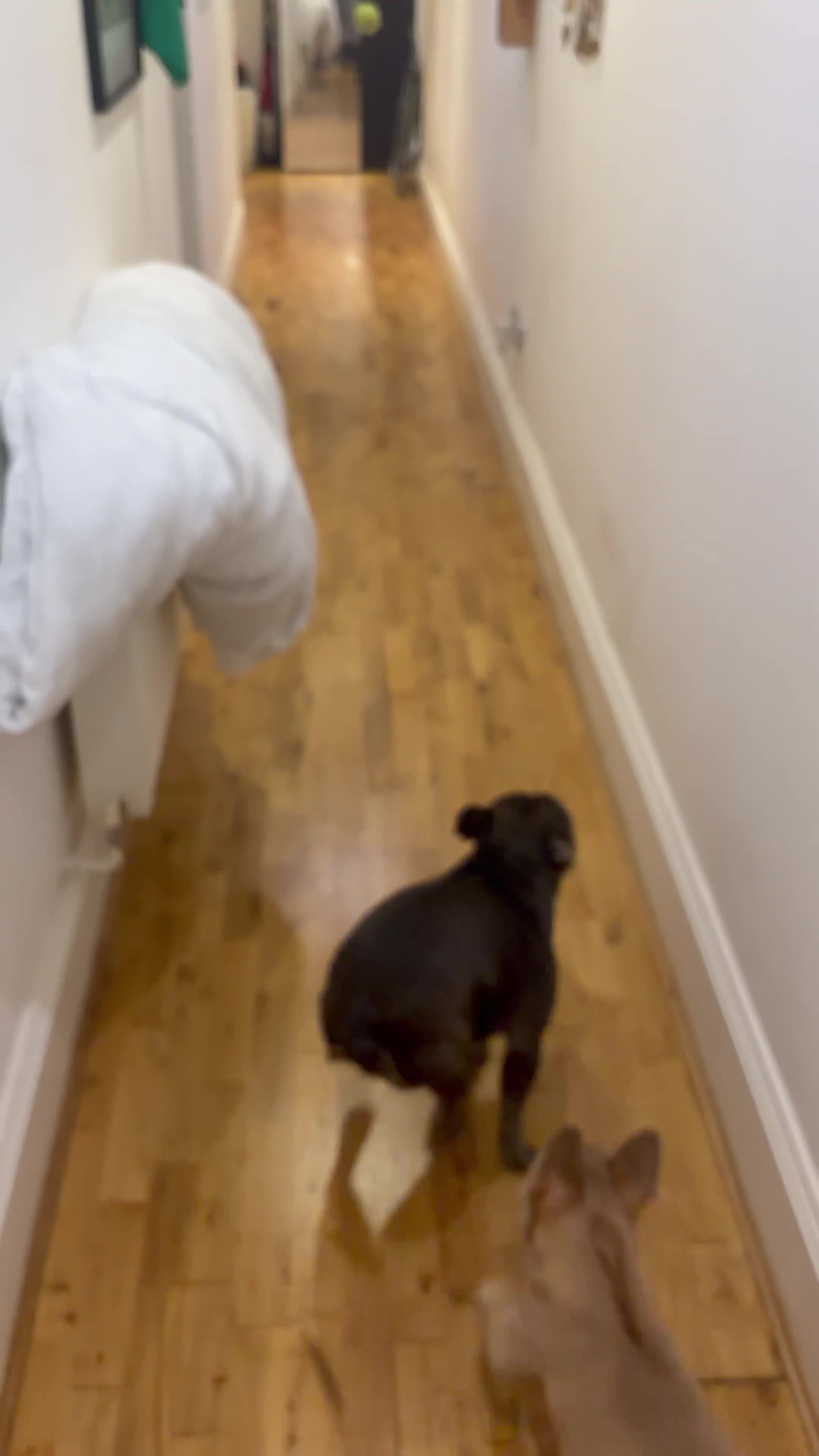 French Bulldog dogs for sale: French Bulldog puppies ready to steal hearts - Video 1