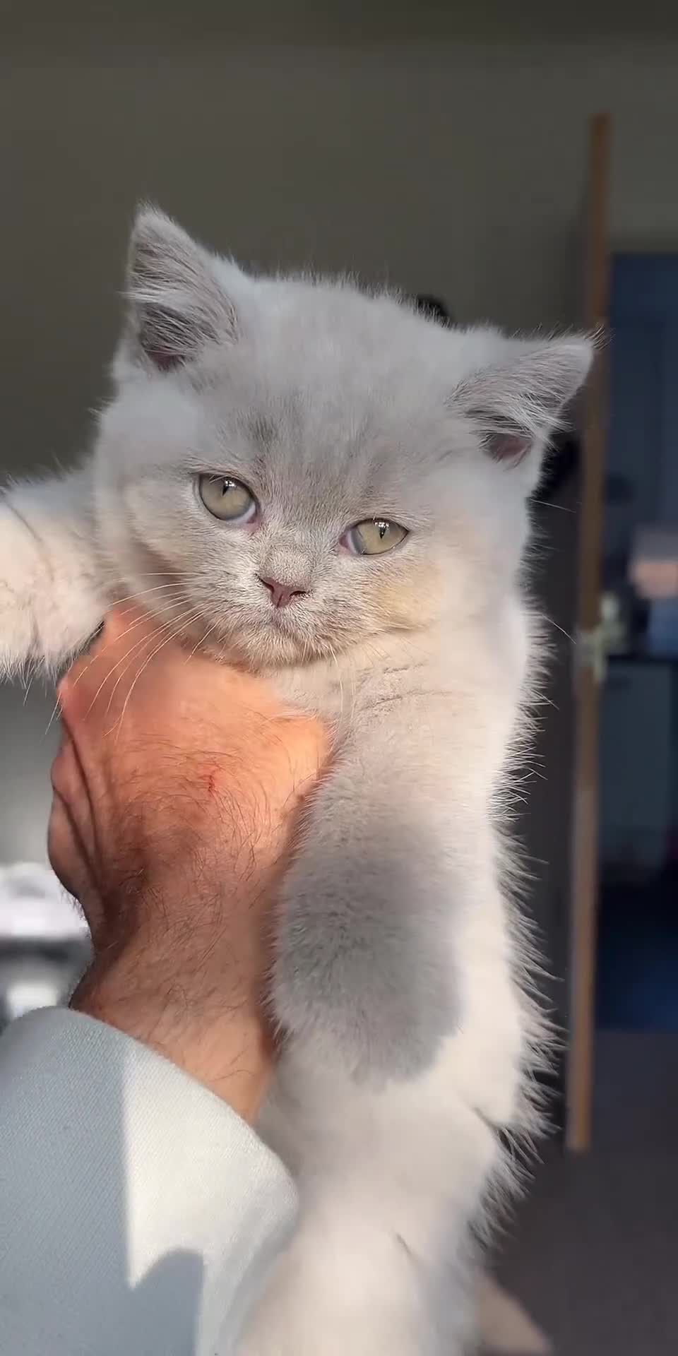 British Shorthair cats for sale: GCCF Imperial Grand Champion Parent & Grandparent in Deeside - Video 1