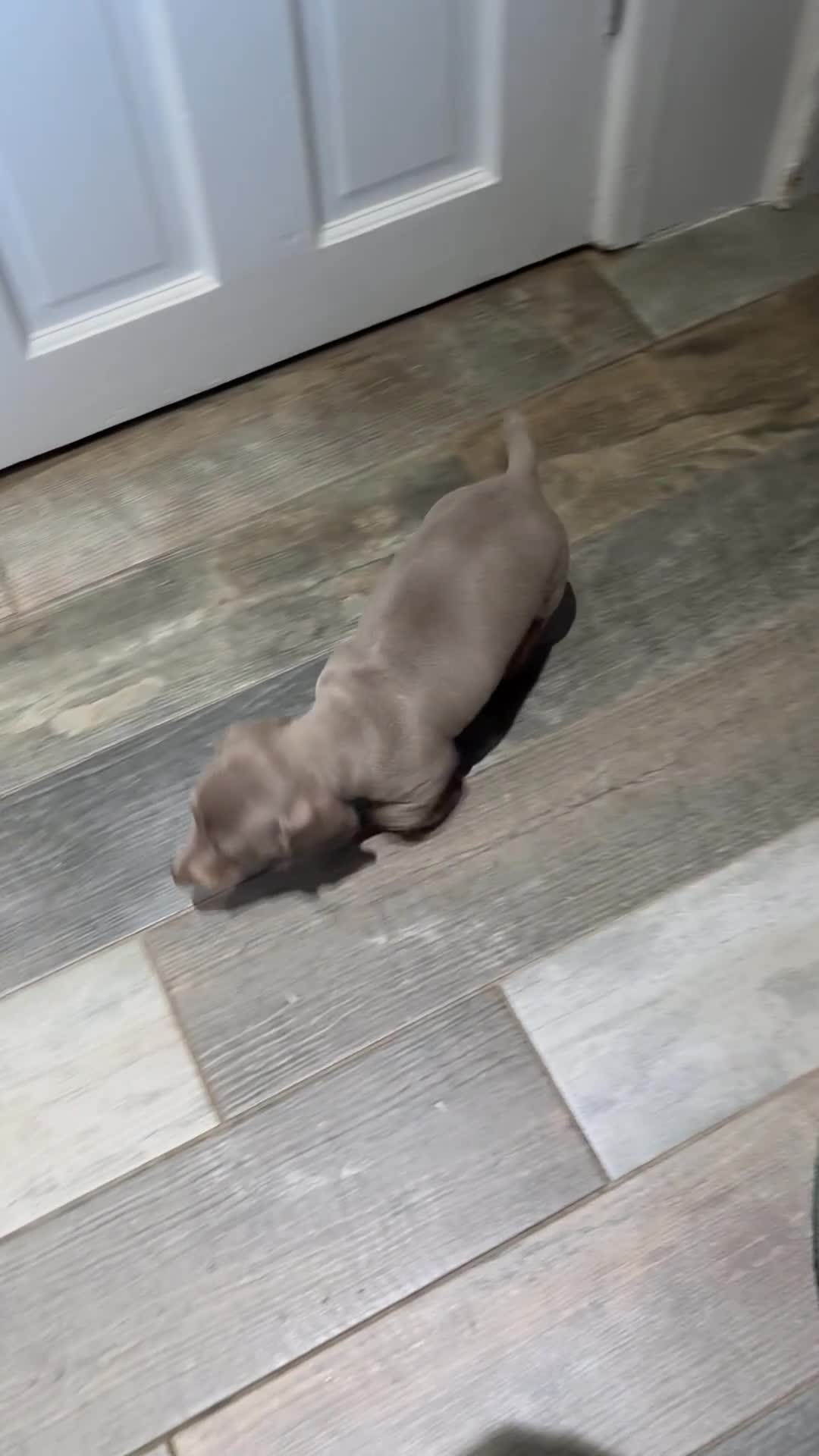 Dachshund dogs for sale: Handsome Isabella/Tan Miniature Dachshund Puppy - Video 1