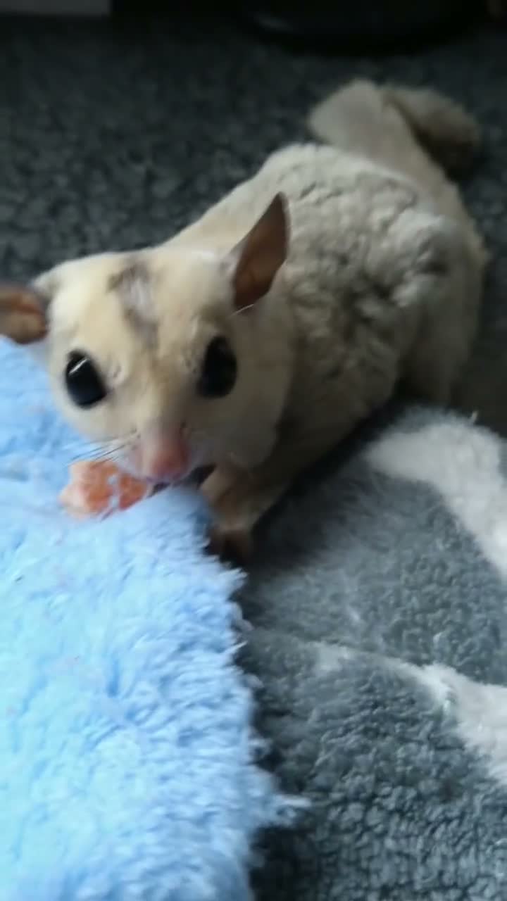 Sugar Glider rodents for sale: Creamino het leu baby boy - Video 1