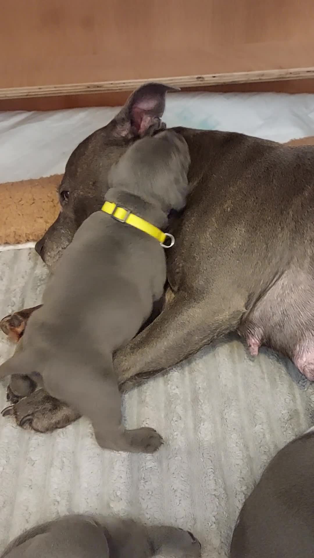 Staffordshire Bull Terrier dogs for sale: 💙KC Staffordshire Bull Terrier puppies 💙 - Video 1