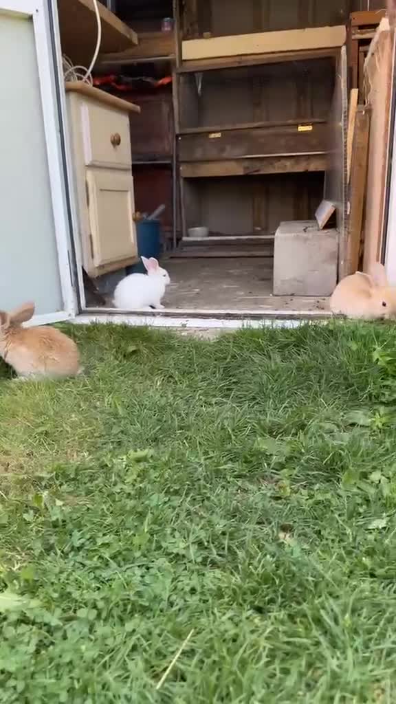 Mixed Breed rabbits for sale: Rabbits mixed - Video 2