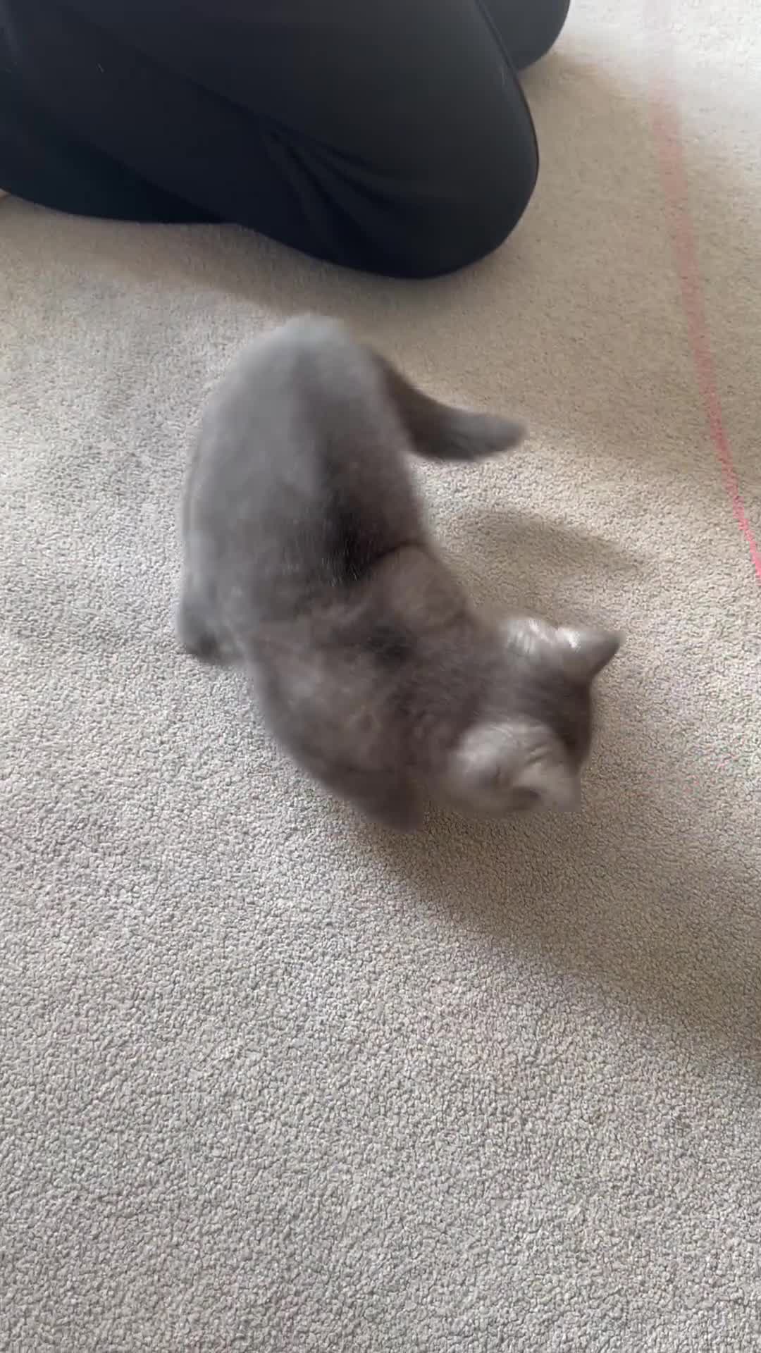 British Shorthair cats for sale: BSH Kittens  - Video 1