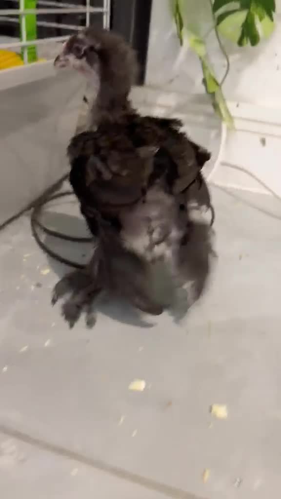 Chickens poultry for sale: 2 silkie ,2 pekin bantam & 1 cross brahma  - Video 1