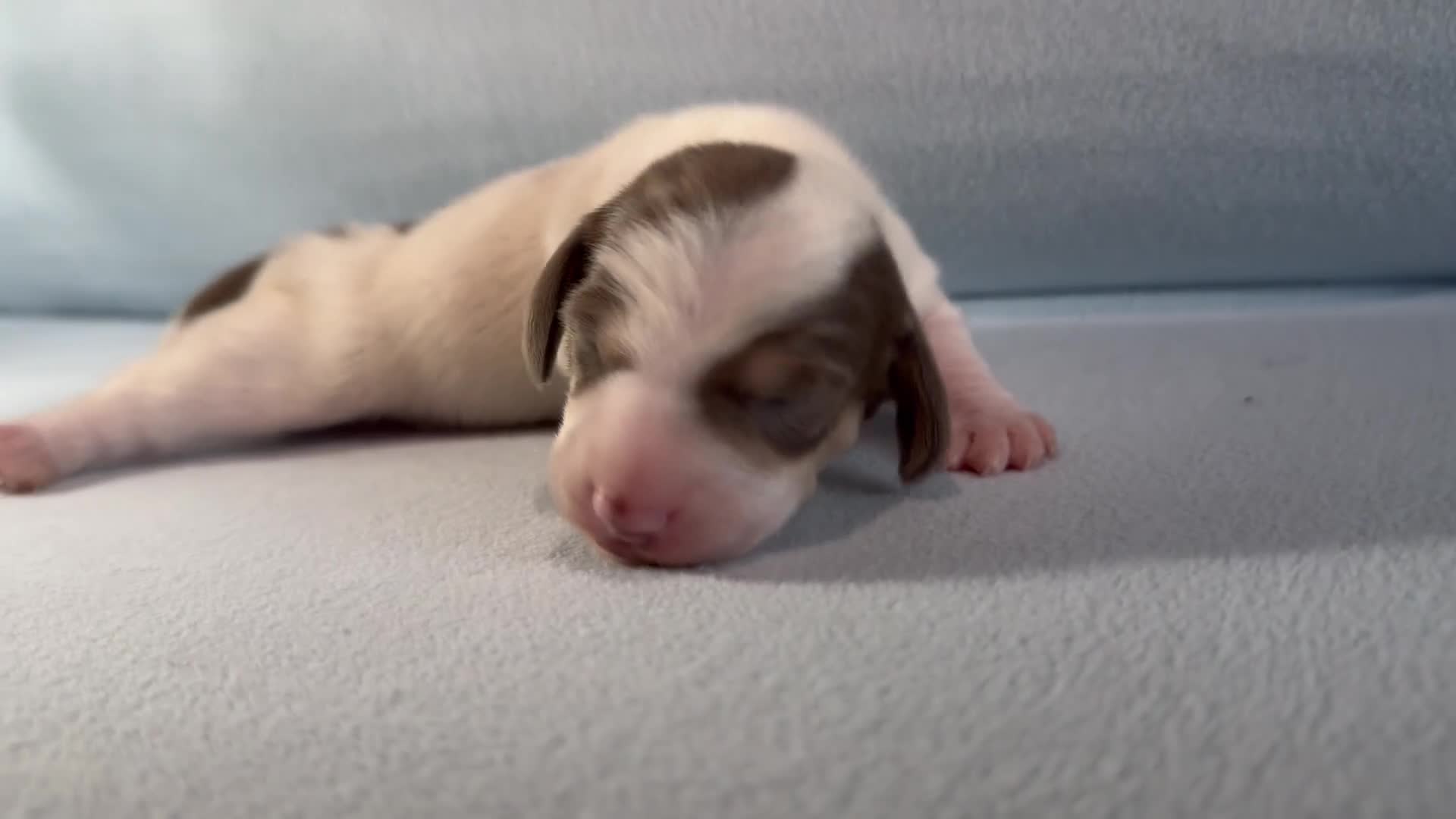 Miniature Dachshund dogs for sale: Quality Miniature Dachshunds - Video 4