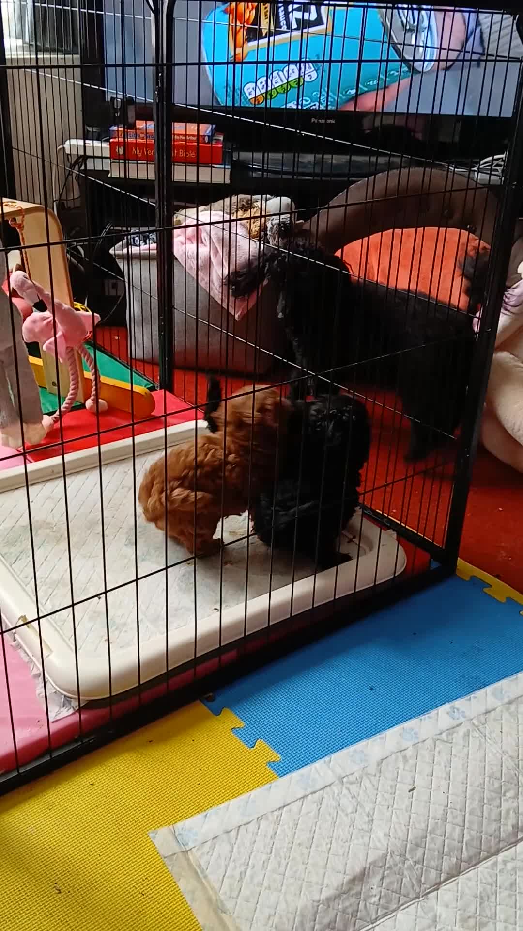 Poodle dogs for sale: Toy poodle, KC reg, pedigree, prcd pra clear - Video 1
