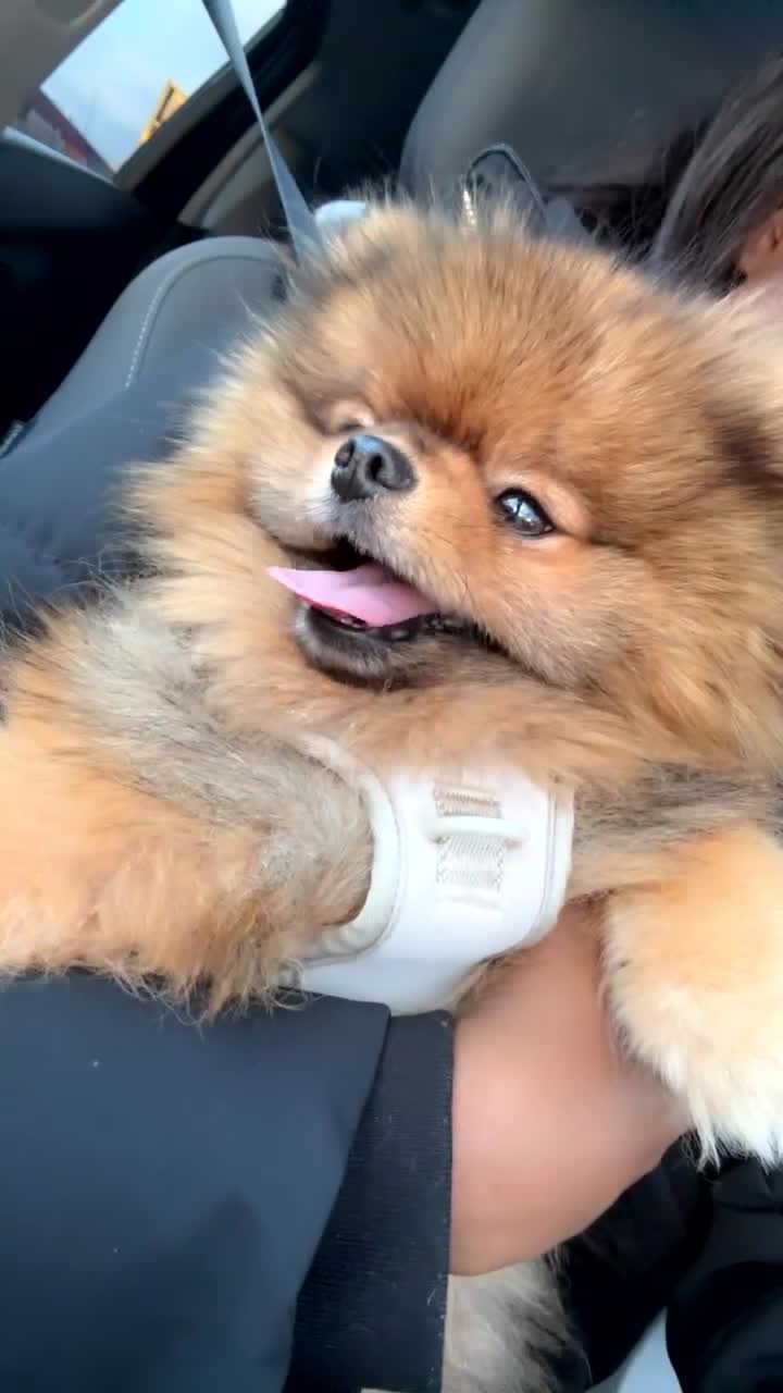 Pomeranian dogs for sale: Male Pomeranian  - Video 2