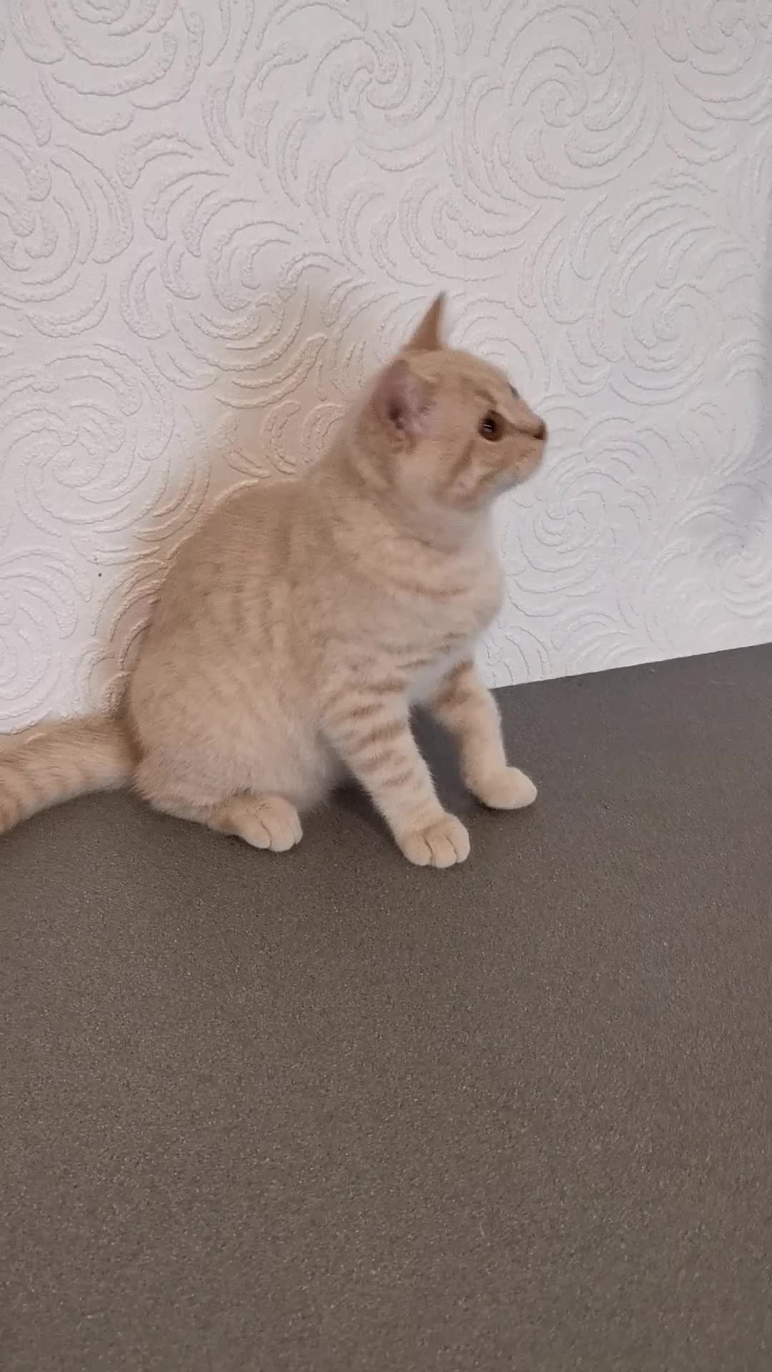 British Shorthair cats for sale: Stunning GCCF reg kittens ready to leave now! - Video 2