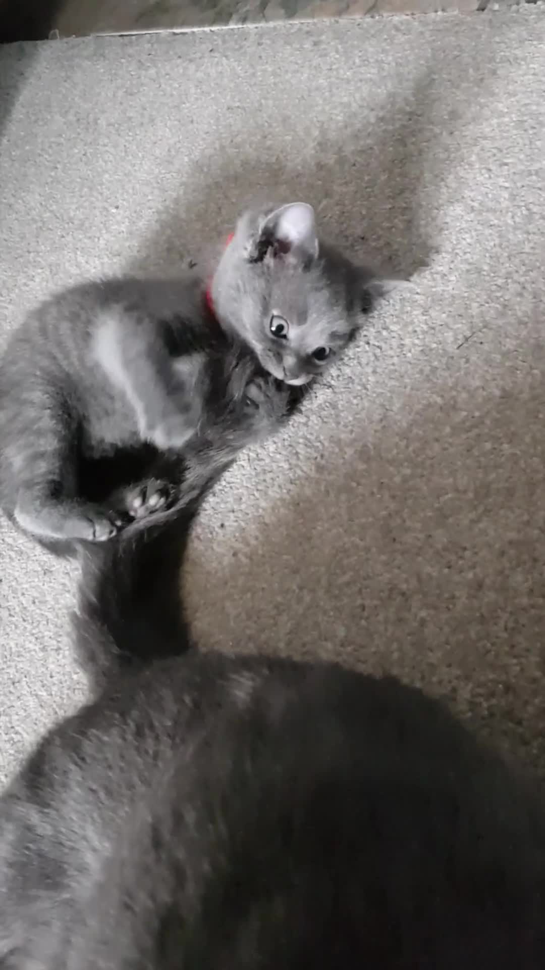 Mixed Breed cats for sale: Grey kittens  - Video 2