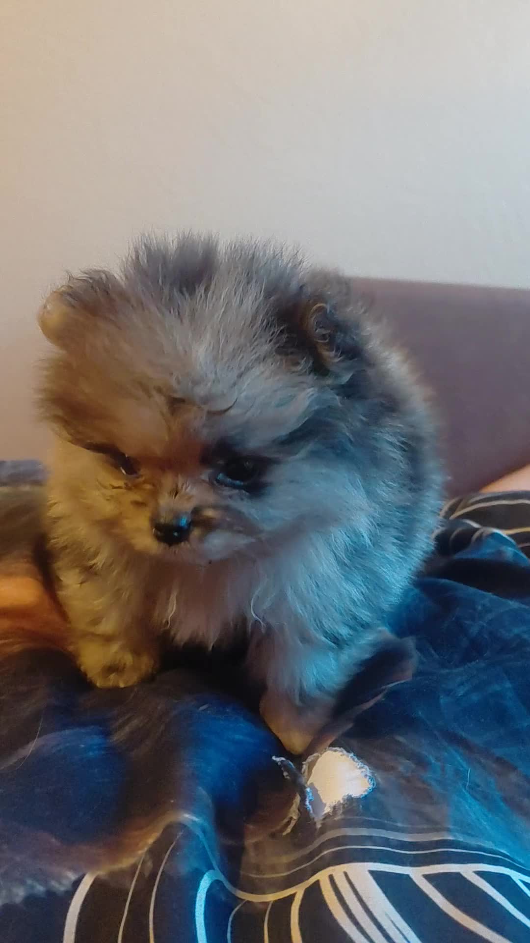 Pomeranian dogs for sale: Pomeranian puppies  - Video 1