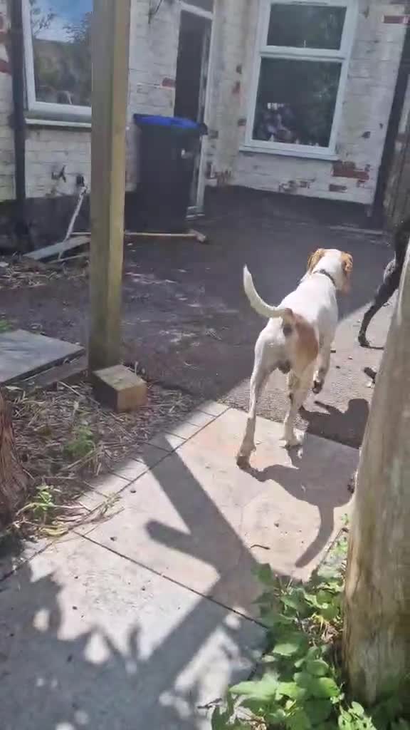 Mixed Breed dogs for adoption: Lucky, dream boy pointer 1 years old  in Nottingham - Video 1