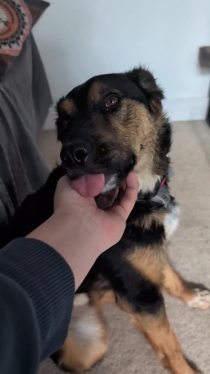 Mixed Breed dogs for sale: Gabe - The Babe in Boston - Video 1