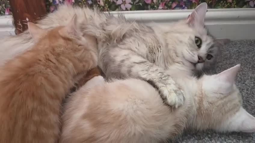 Maine Coon cats for sale: X MAINE COON  - Video 2