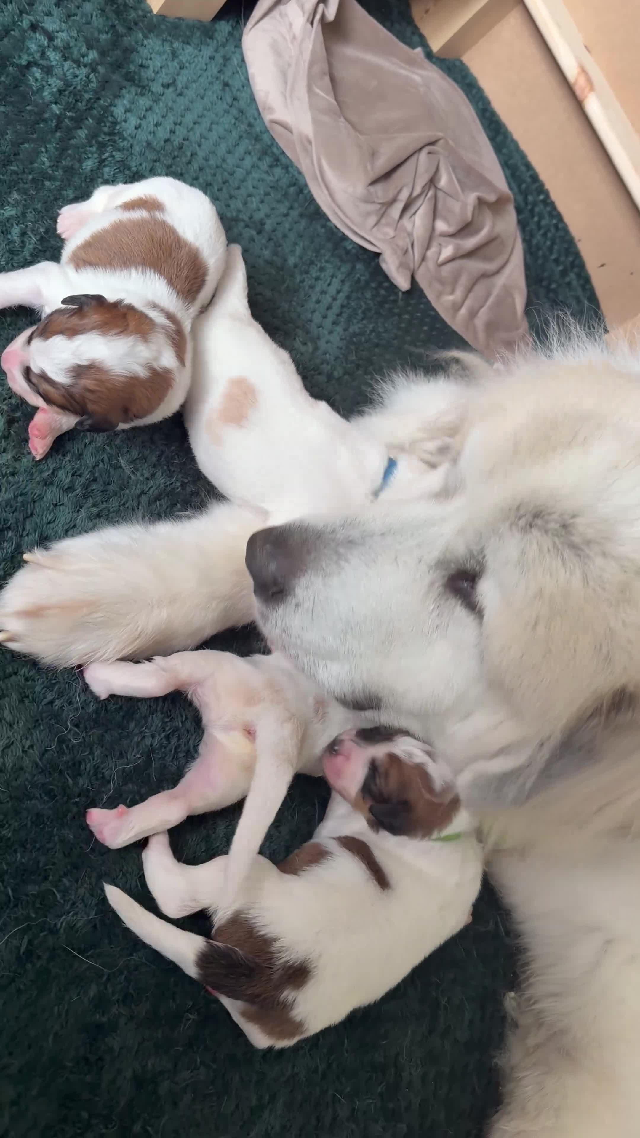 Mixed Breed dogs for sale: Exceptional Pyrenees Doodle Puppies   - Video 1