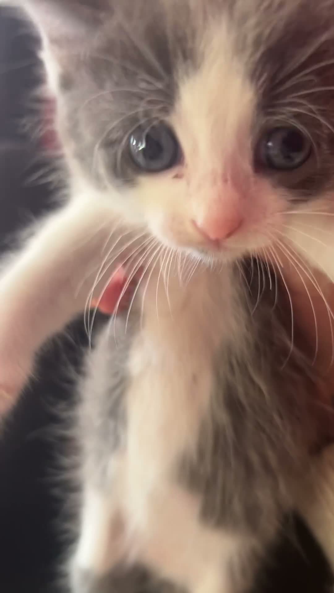 Ragdoll cats for sale: Ragdoll cross kittens mother is a purebred ragdoll - Video 1