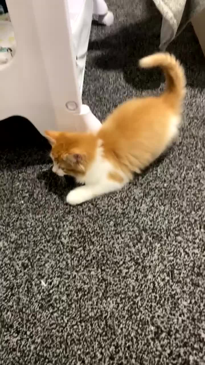 British Longhair cats for sale: 9 week old kitten  - Video 5