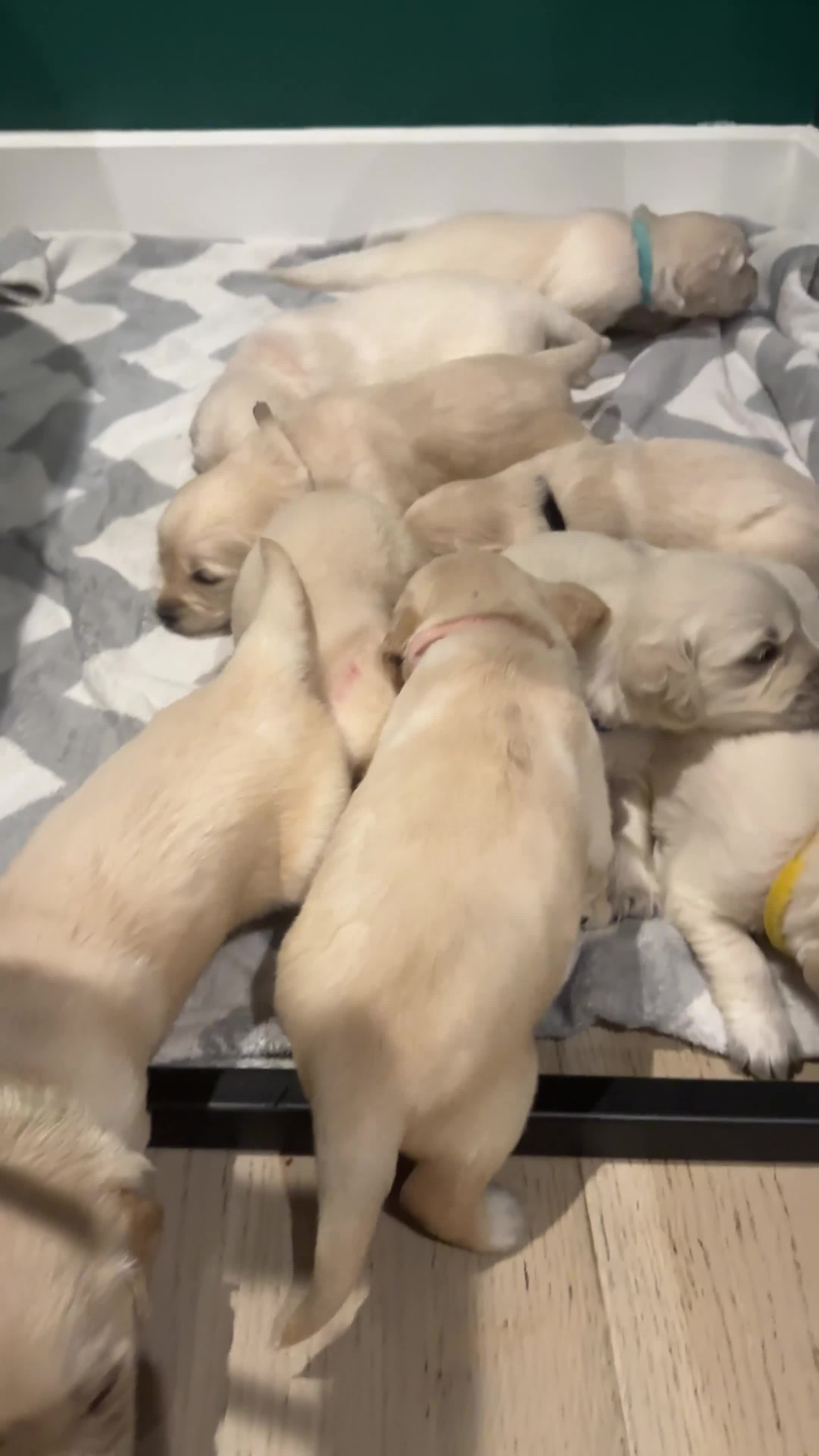 Golden Retriever dogs for sale: Champion line-KC Reg. Golden Retriever Puppies💖💙 - Video 1