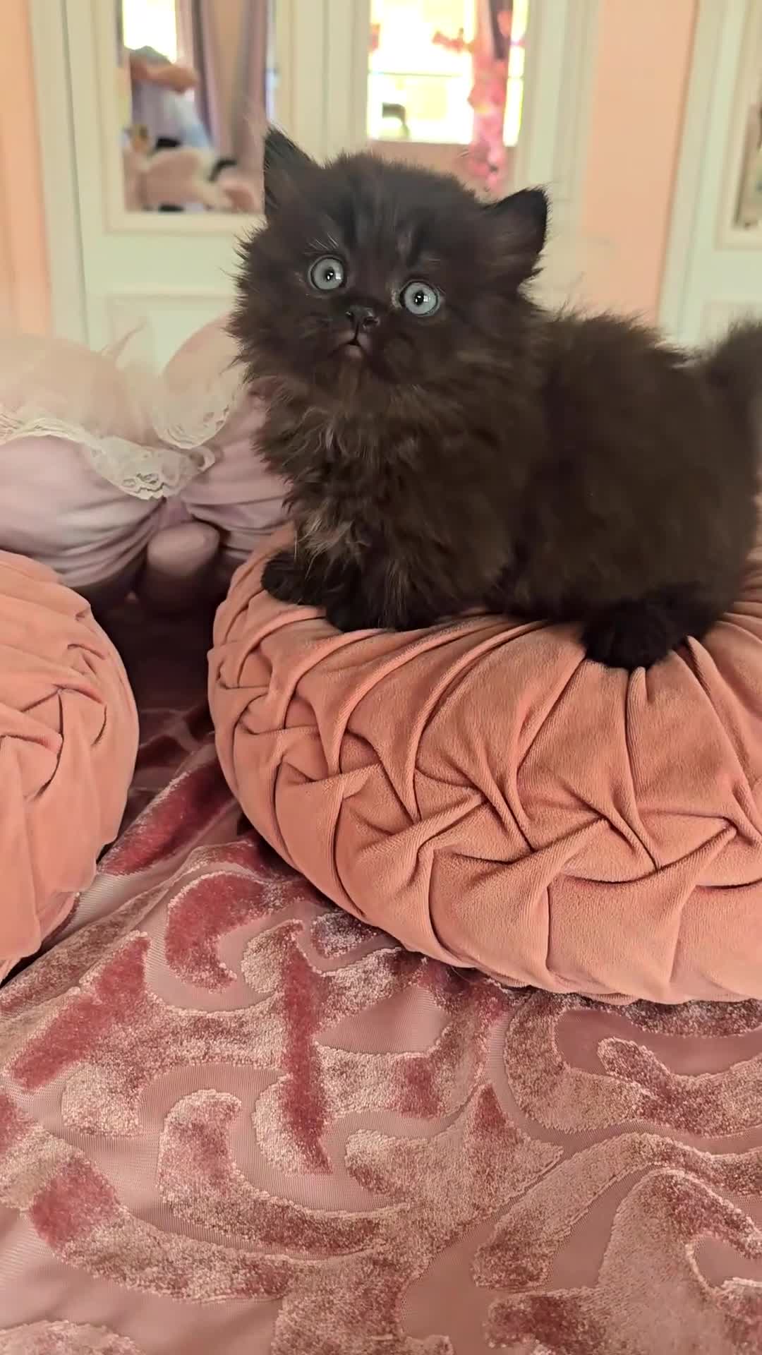 Munchkin cats for sale: 'Rughugger'Minuet kittens - Video 1