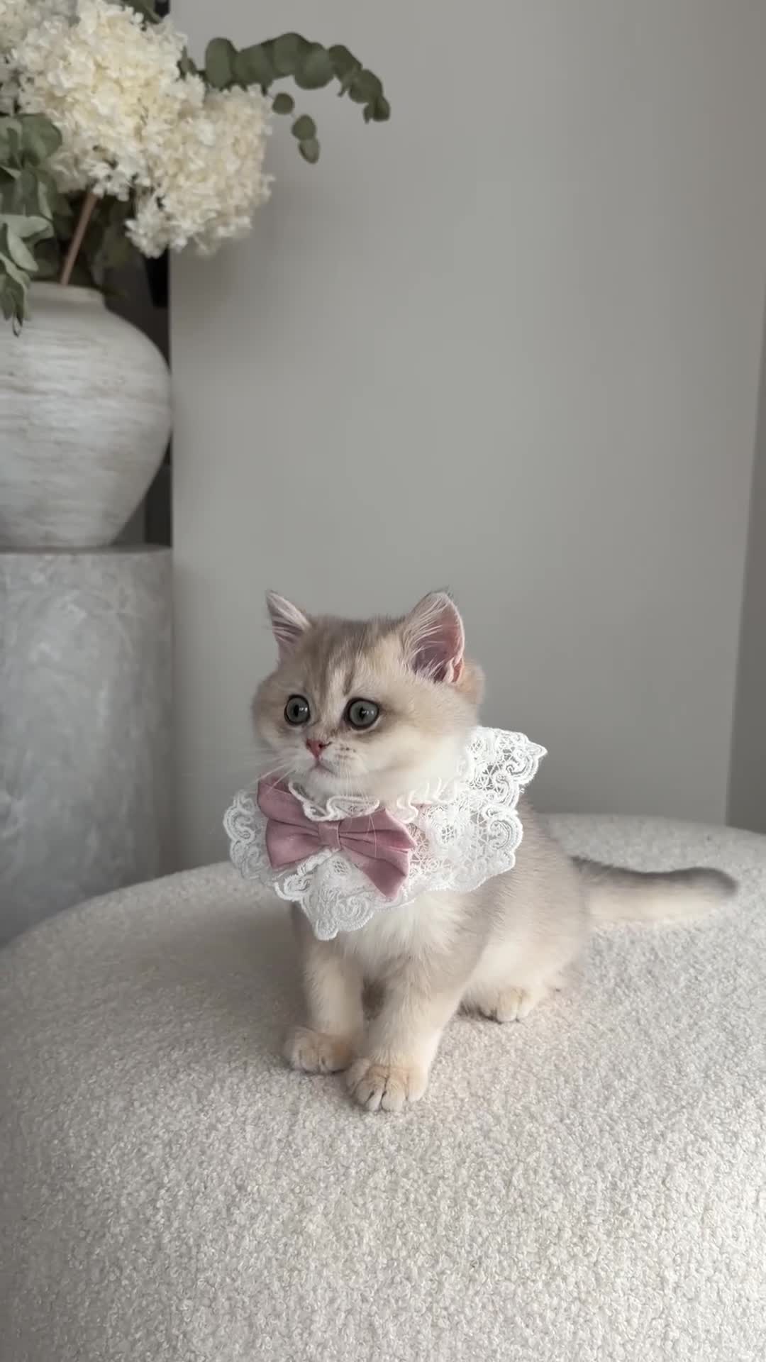 British Shorthair cats for sale: Blue Golden British Shorthair kitty - Video 4