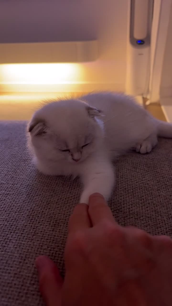 Scottish Fold cats for sale: The most cuddly & affectionate Scottish Fold baby - Video 1