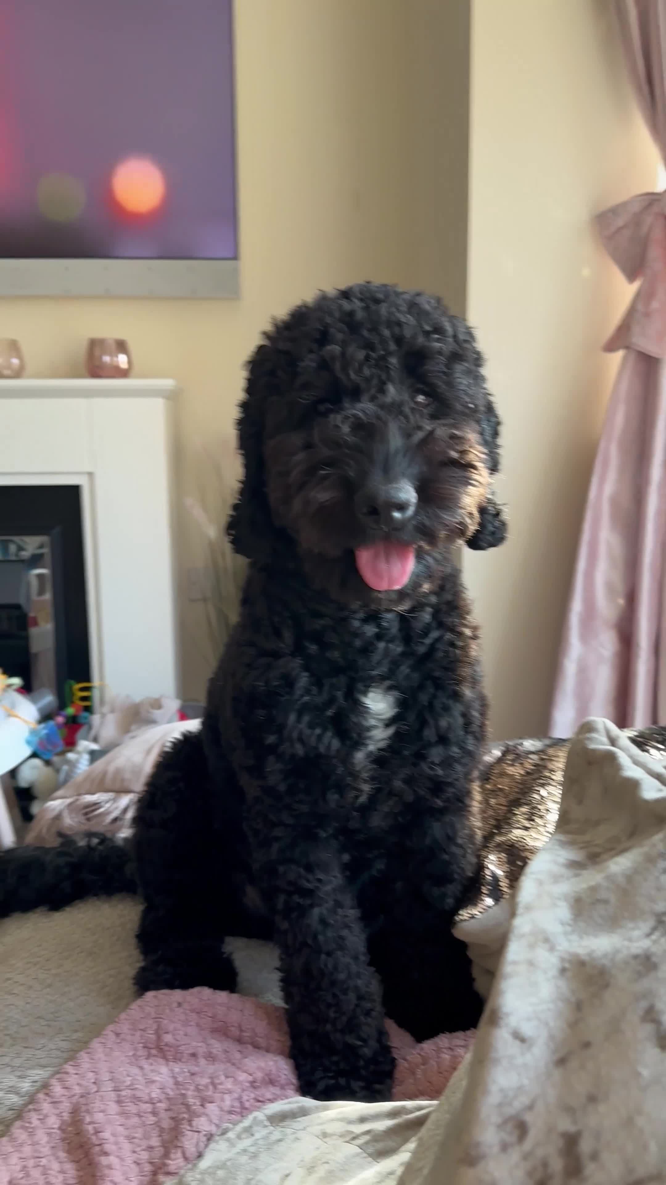 Cockapoo dogs for sale: Brother and sister in need of new home  in Addlestone - Video 4
