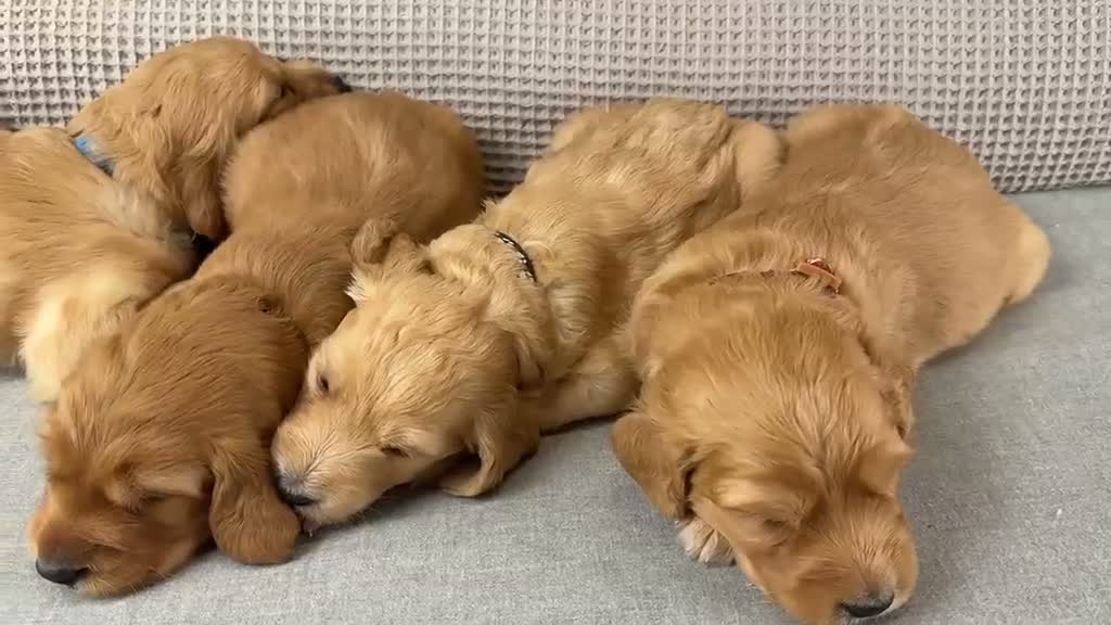Goldendoodle dogs for sale: HEREDITARY HEALTH TESTED MUM. DNA TESTED DAD - Video 1