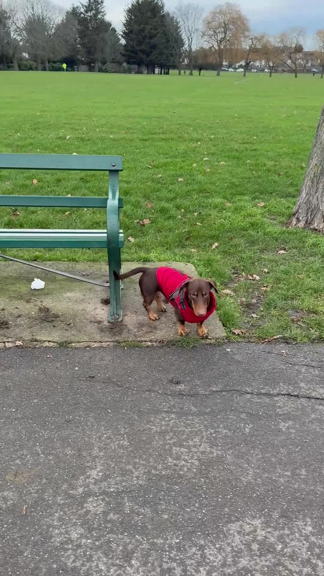 Dachshund dogs for stud: Handsome well tempered male dog available 4 stud.  in Hornchurch - Video 1