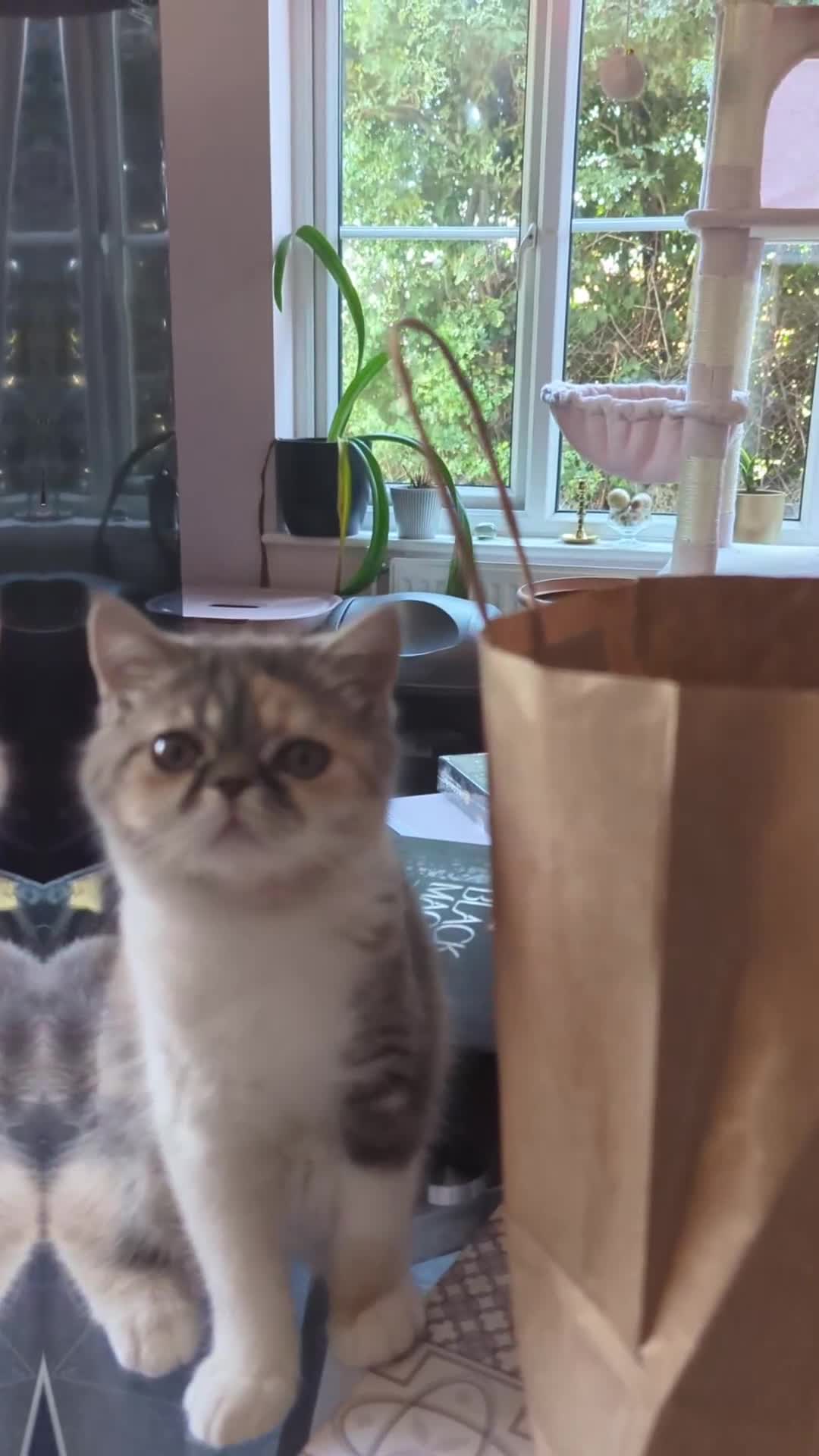 Exotic cats for sale: Beautiful exotic tourtie and white girl  - Video 1