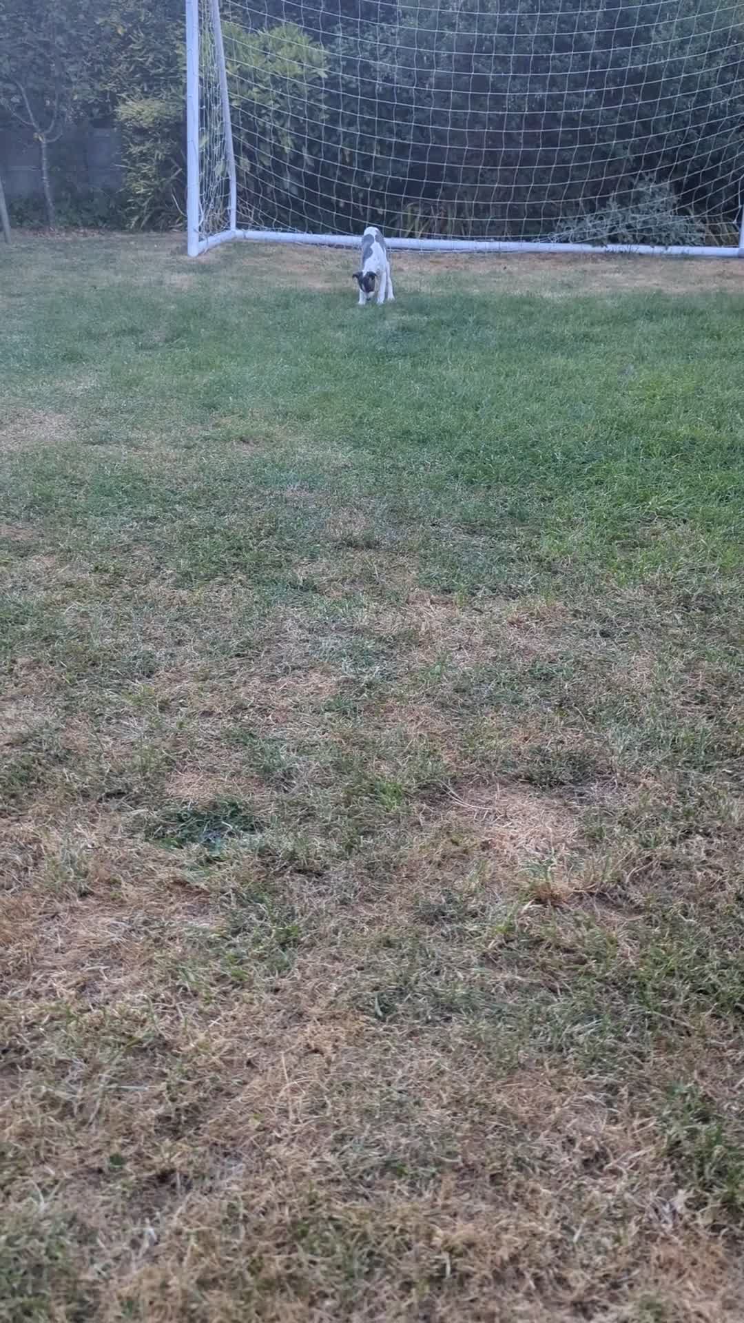 Whippet dogs for sale: Beautiful 12 week old pup seeking forever home - Video 1
