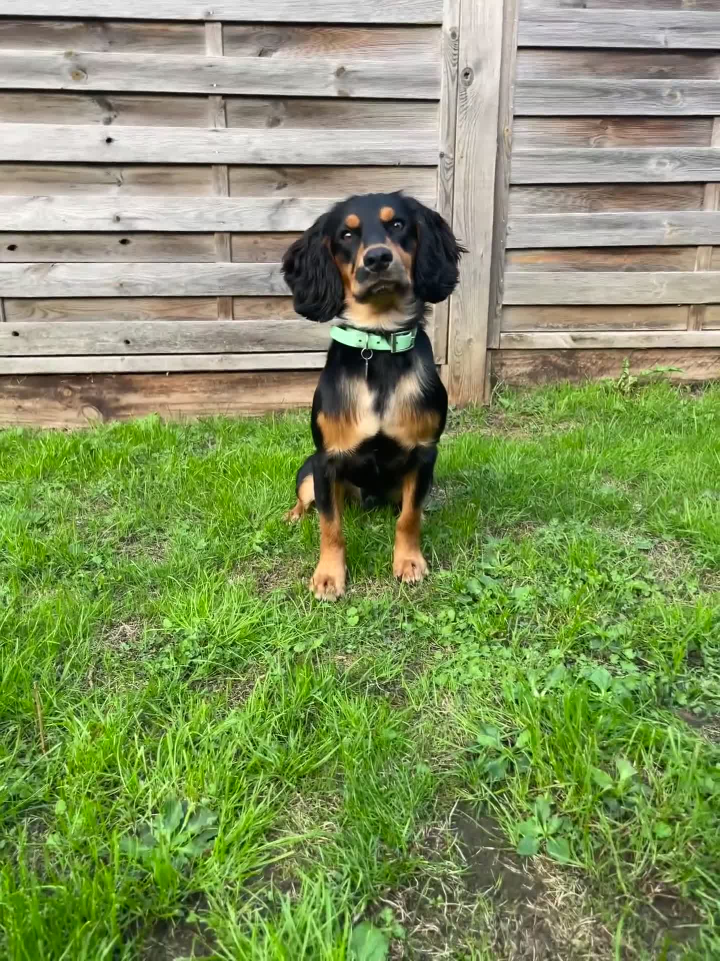 Cocker Spaniel dogs for stud: Health Tested KC Working Cocker Spaniel Stud in Godalming - Video 1