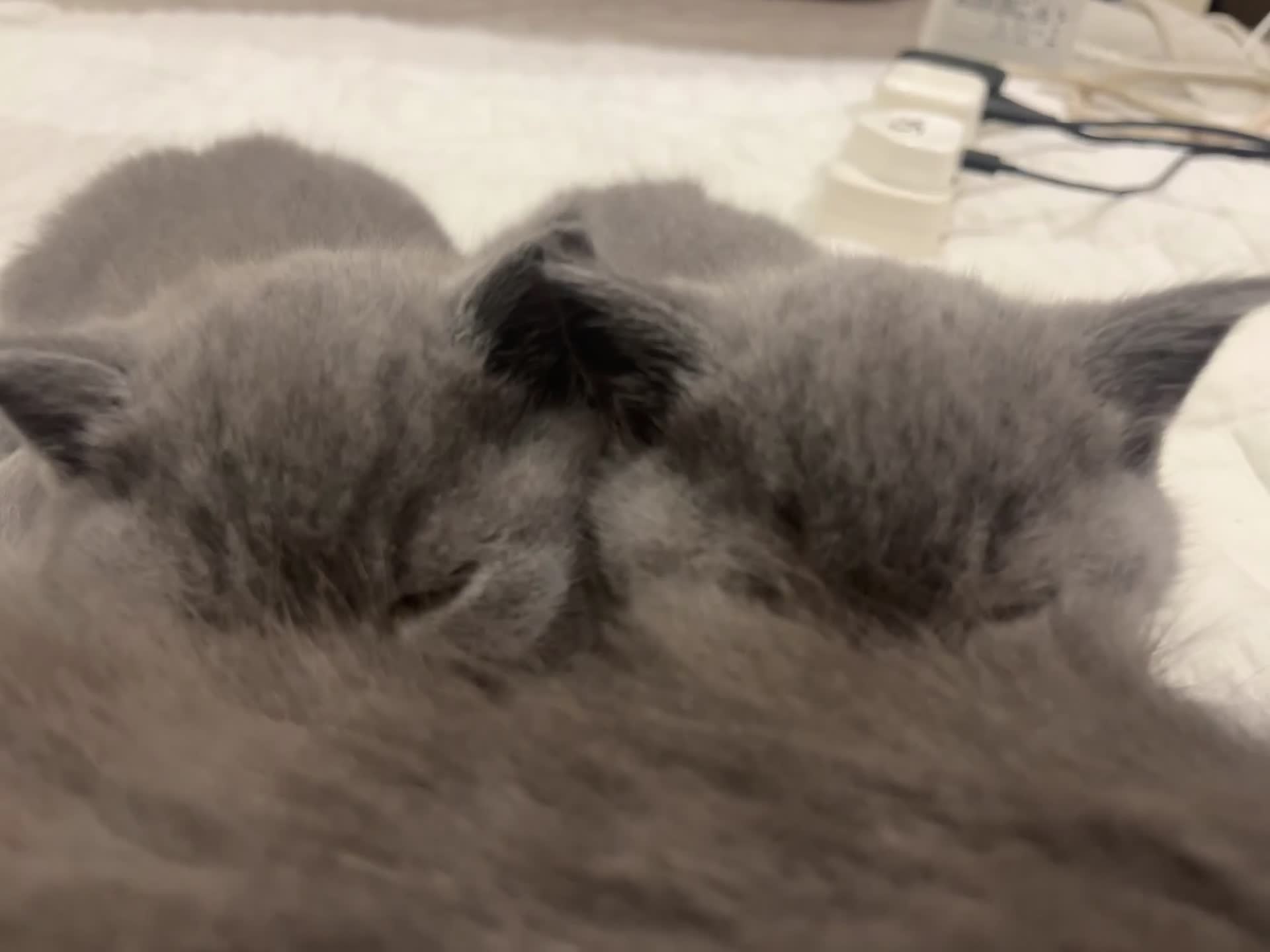 British Shorthair cats for sale: London: GCCF Pedigree British Blue Shorthair Girls - Video 4
