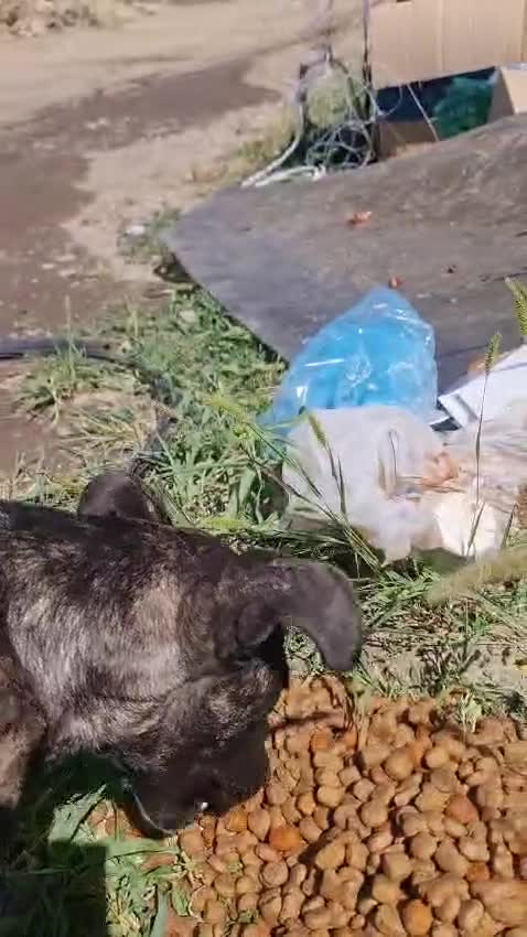 Mixed Breed dogs for adoption: A Beautiful and Gentle Girl - for a Loving Home - Video 3