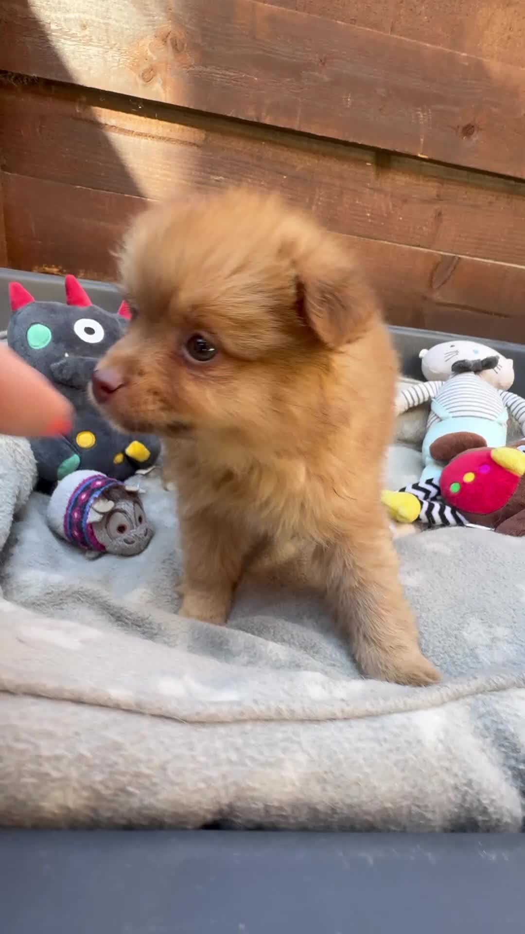 Pomeranian dogs for sale: ✨🐶 9  Beautiful Pomeranian Puppies  - Video 1