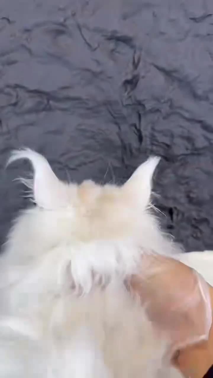 Maine Coon cats for sale: Stunning Odd-Eyed White Maine Coon Female - Video 2