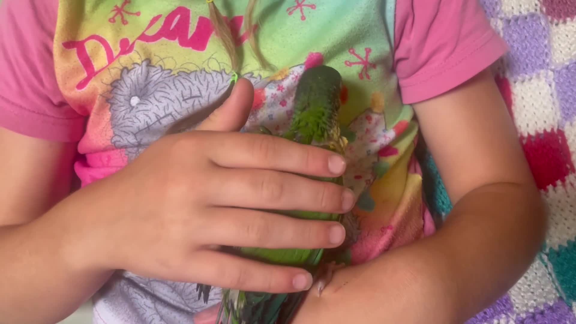 Conures birds for sale: Hand reared green cheeked conures - Video 4