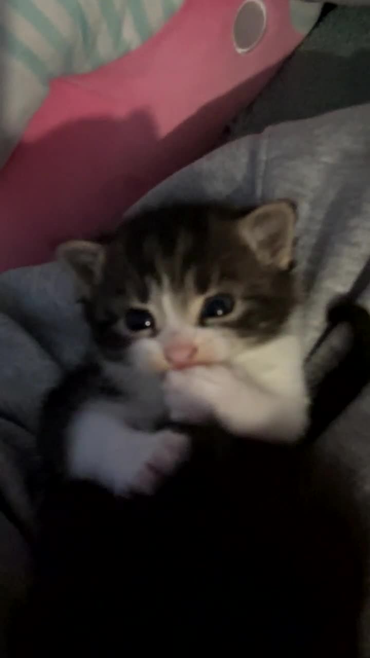 Mixed Breed cats for sale: White and grey Tabby 1M/1F ready 19 Feb - Video 1