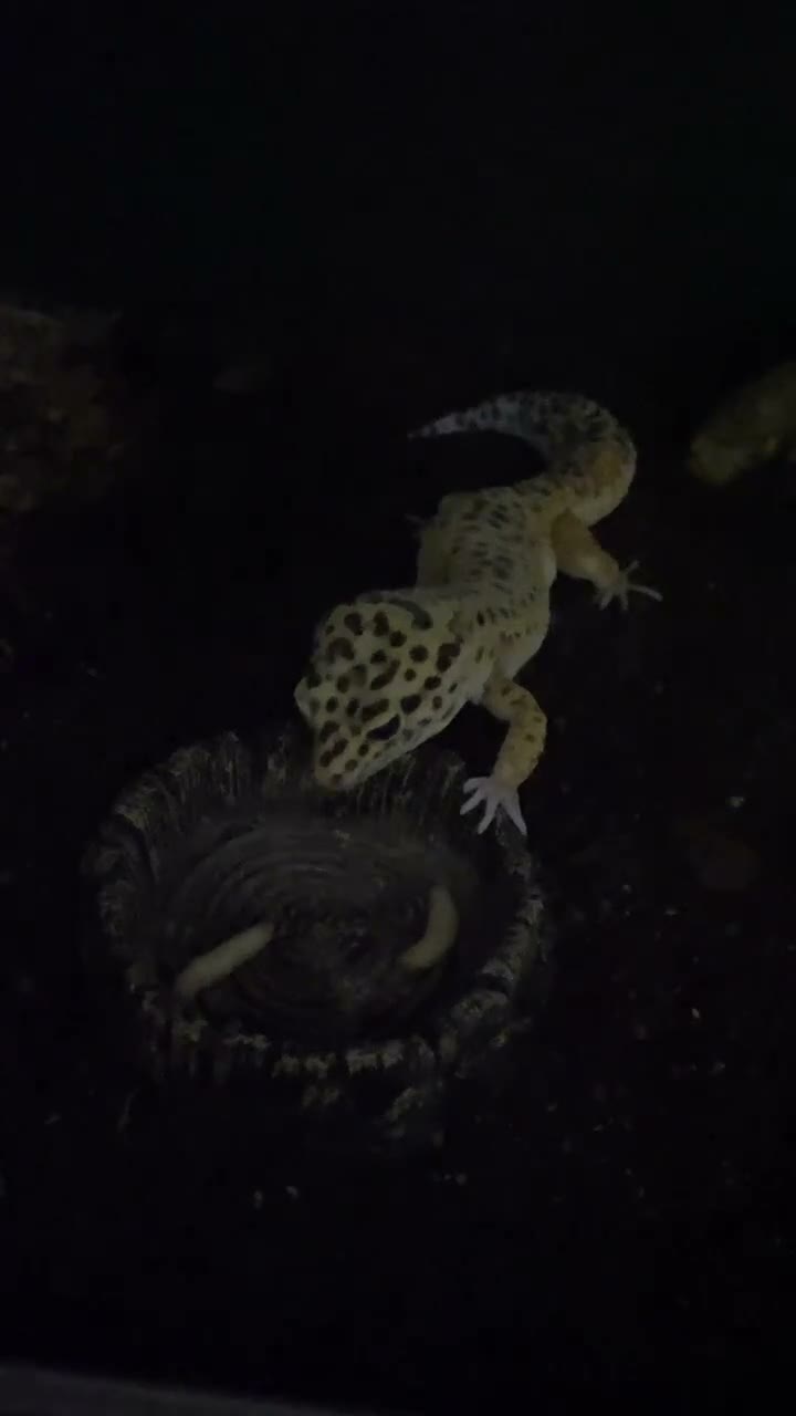 Leopard Gecko reptiles for sale: Leopard Gecko with Complete Vivarium & Accessories - Video 2