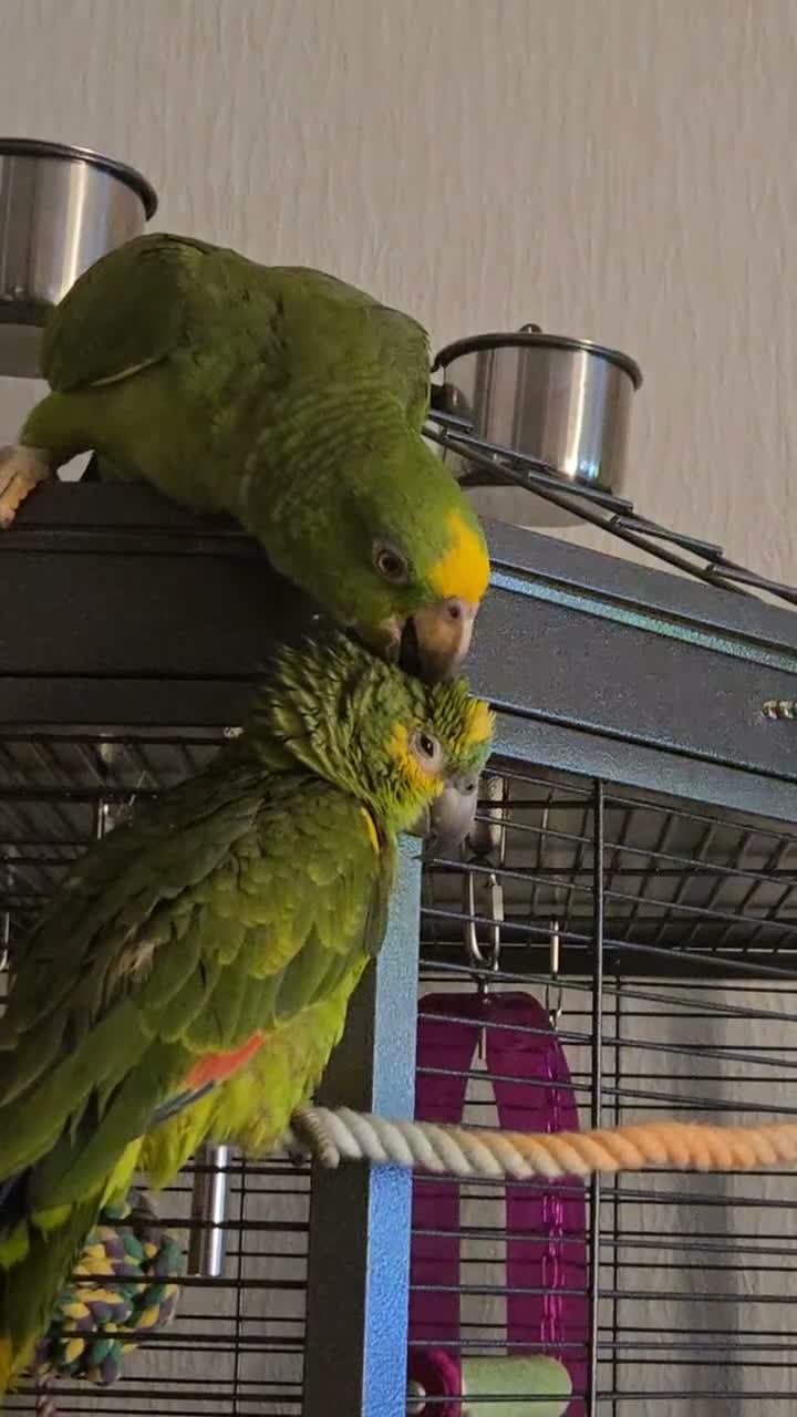 Parrots birds for sale: Panama amazon  - Video 1
