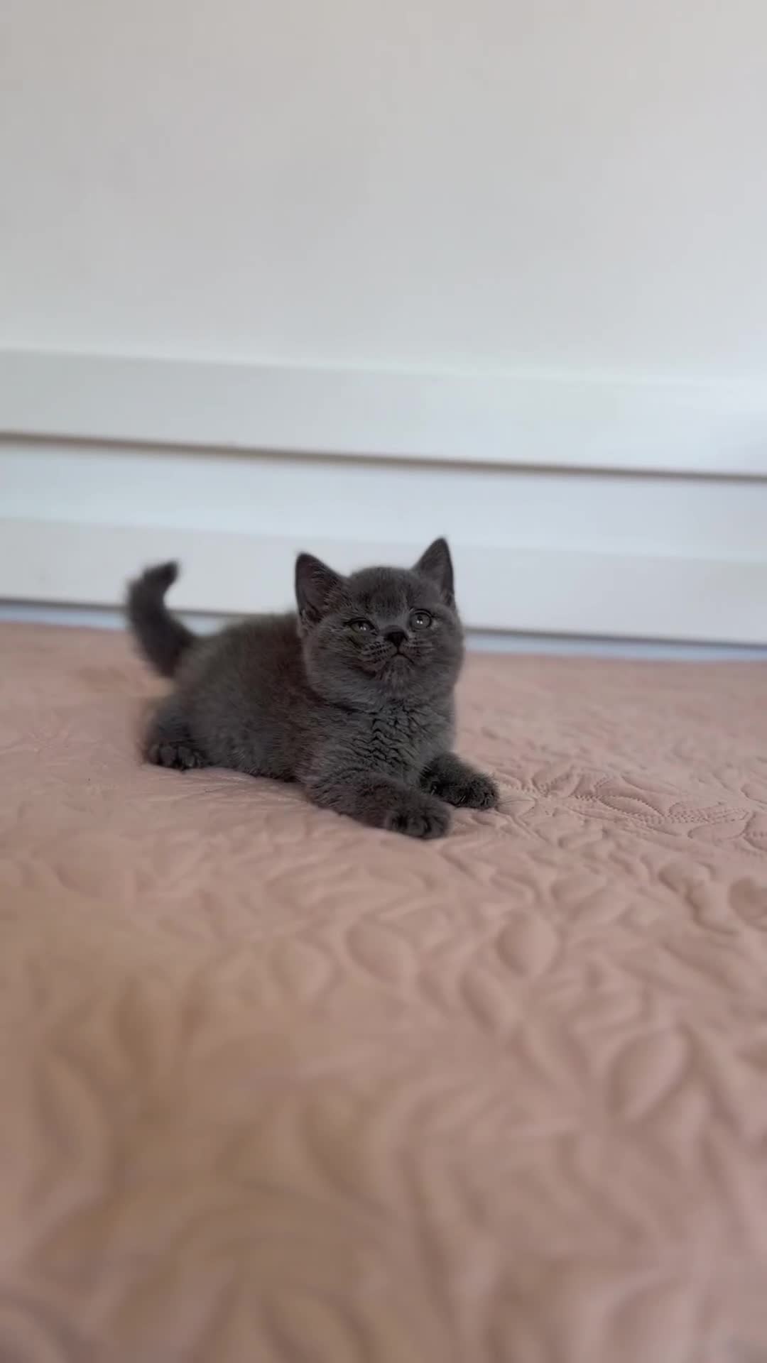 British Shorthair cats for sale: Championline British Blue kittens - Video 1