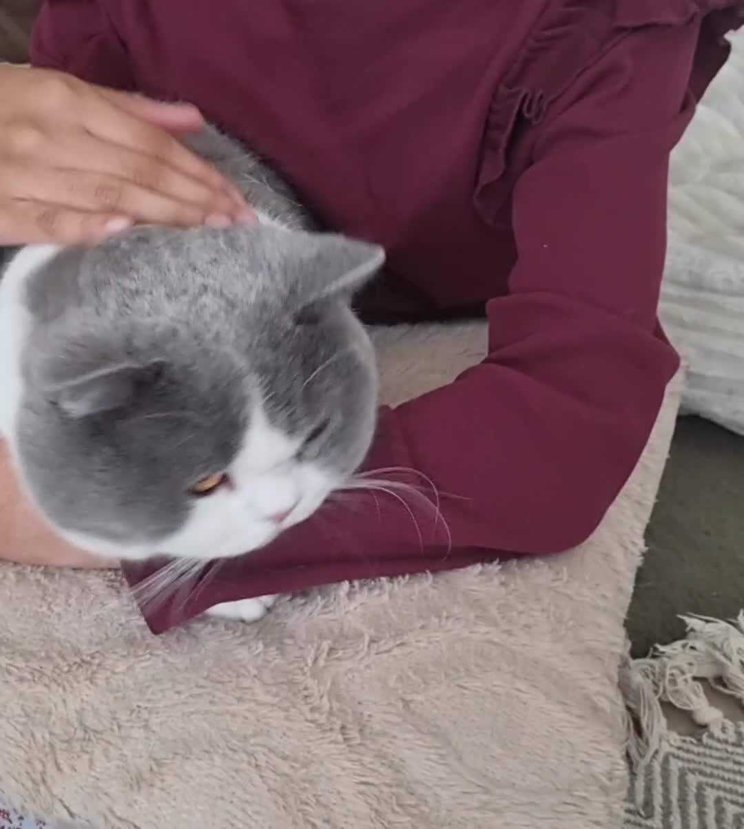 British Shorthair cats for sale: Two Beautiful British Shorthair Females  - Video 1
