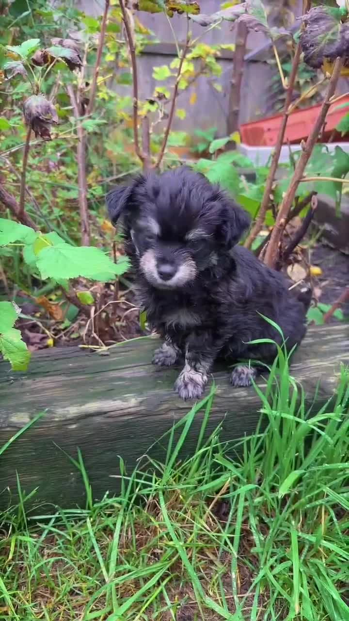 Chipoo dogs for sale: Non shed, health tested  chipoo girl - Video 5