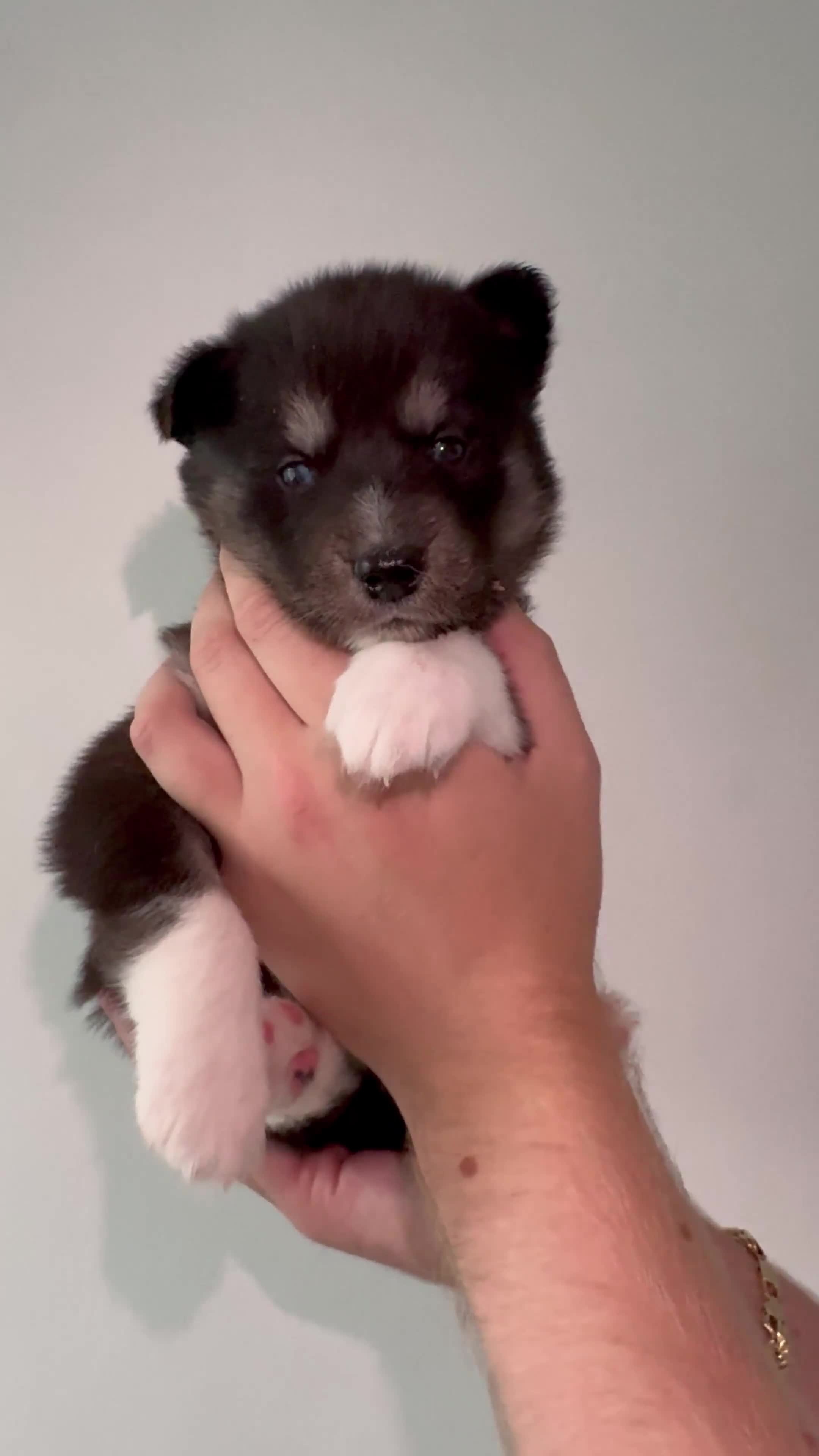 Siberian Husky dogs for sale: Beautiful Chunky Siberian Husky Puppies  - Video 2