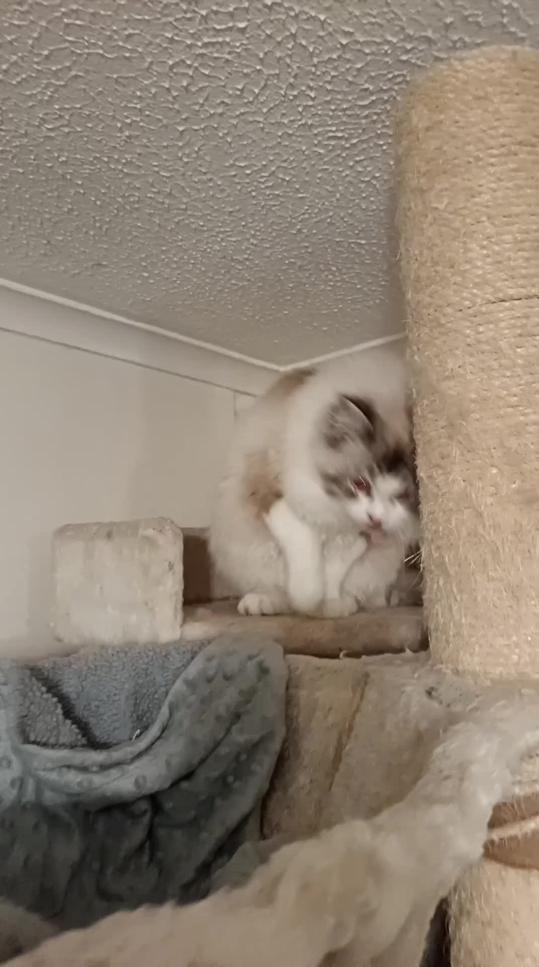 Ragdoll cats for sale: Gorgeous female ragdoll intact  - Video 1