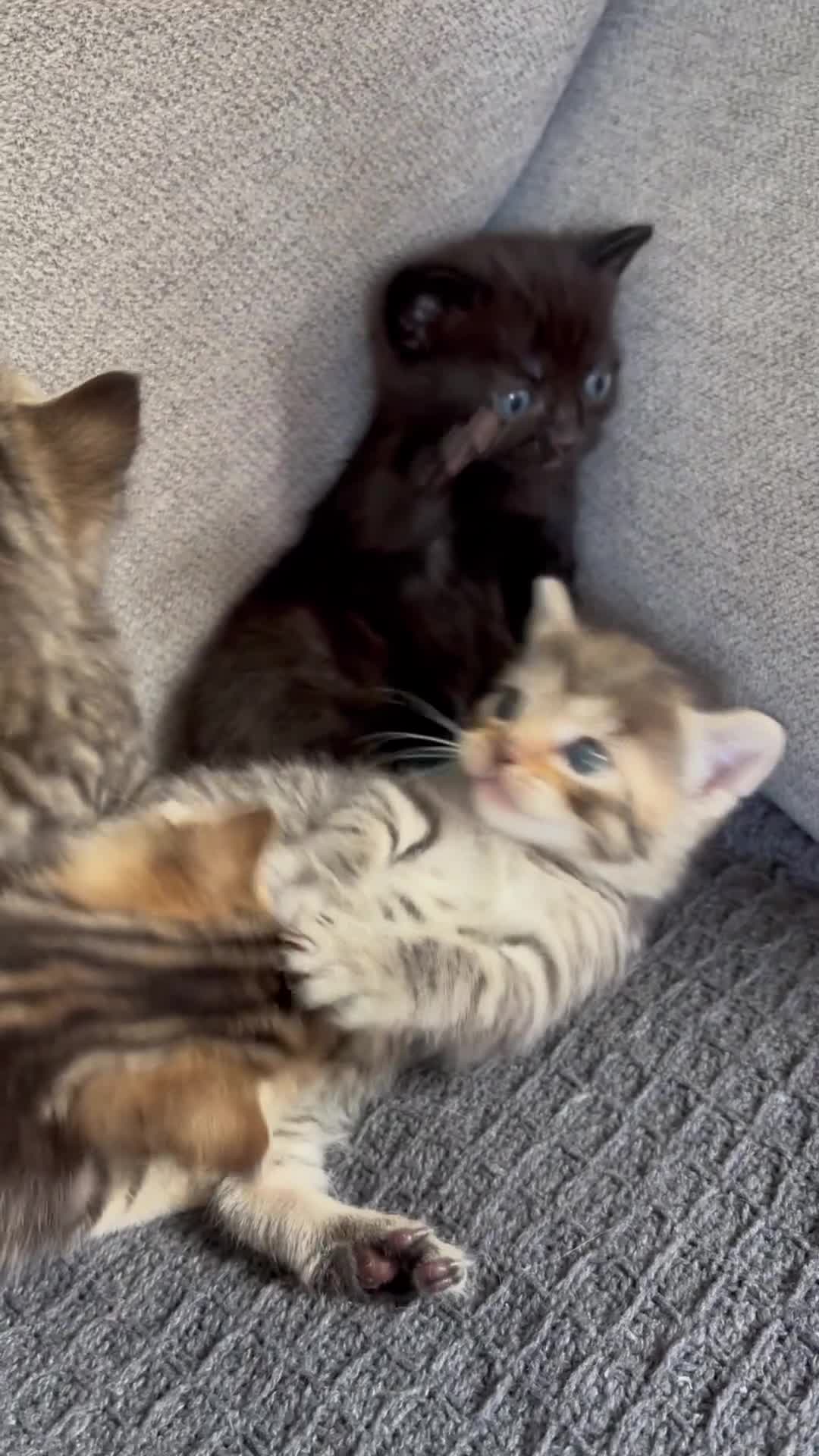 Mixed Breed cats for sale: Lovely kittens ready to go to their new home - Video 2
