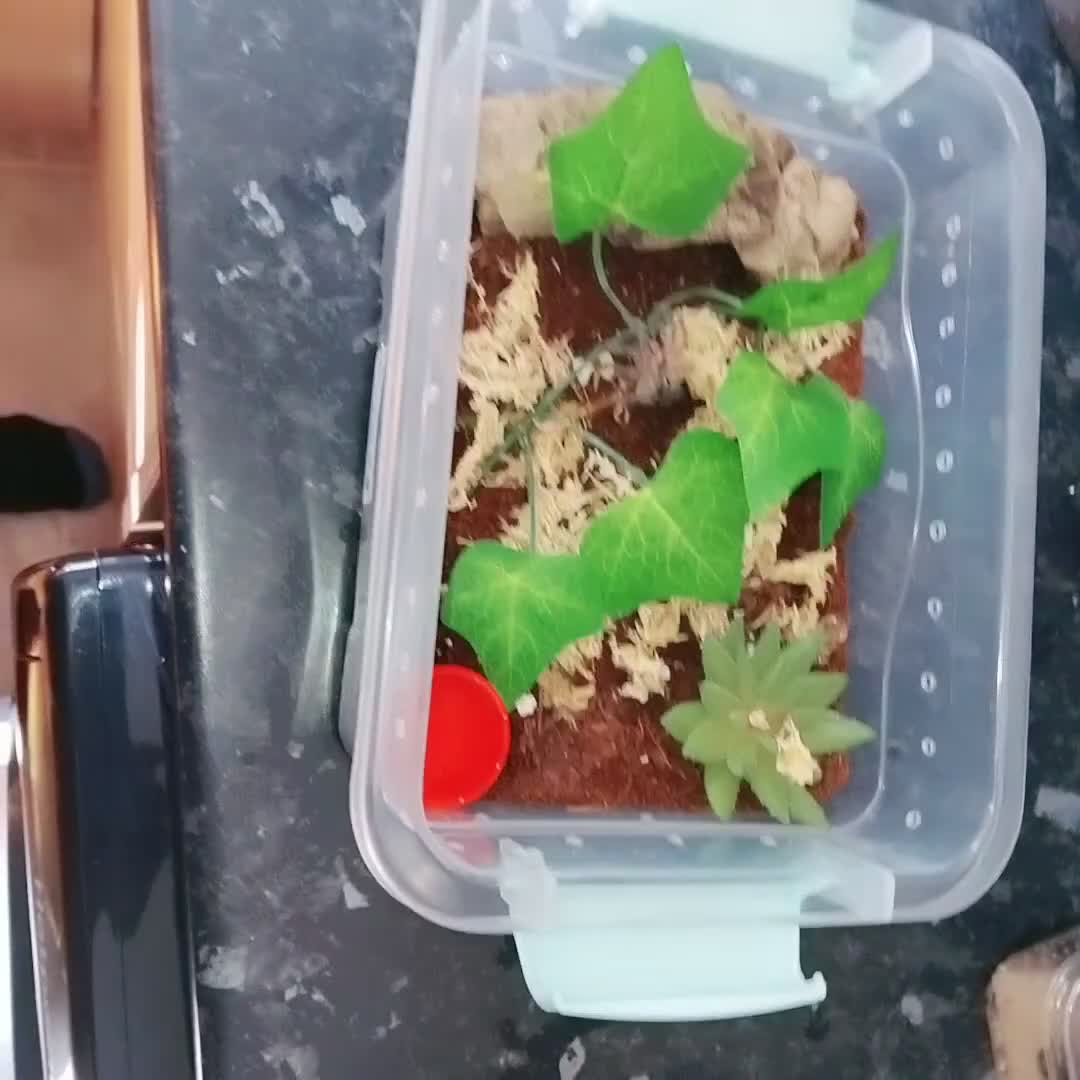 Spiders invertebrates for sale: Trantula collection crested geckos  - Video 2
