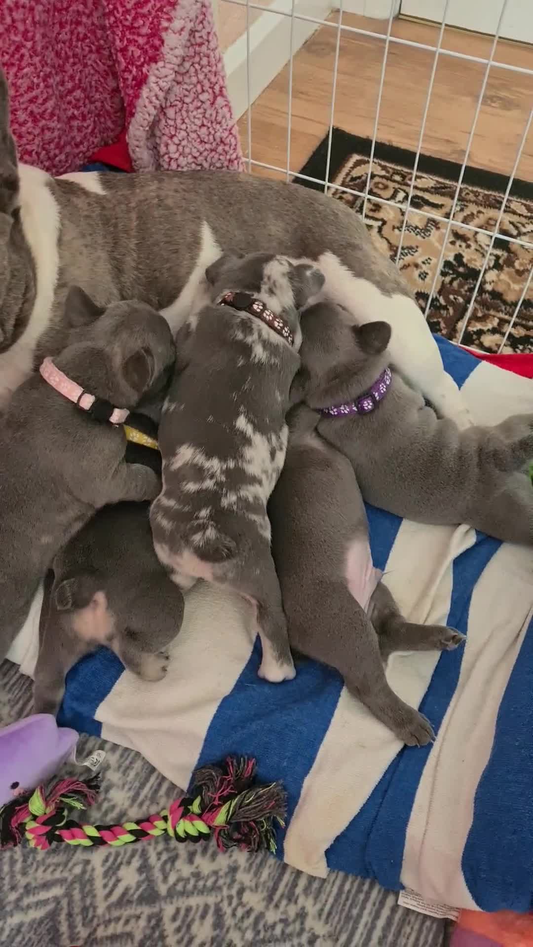 French Bulldog dogs for sale: French bulldogs - Video 1