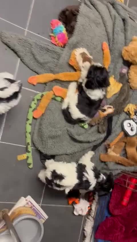 Miniature Schnauzer dogs for sale:  ❤️PARTI MINIATURE SCHNAUZER GIRL  - Video 1