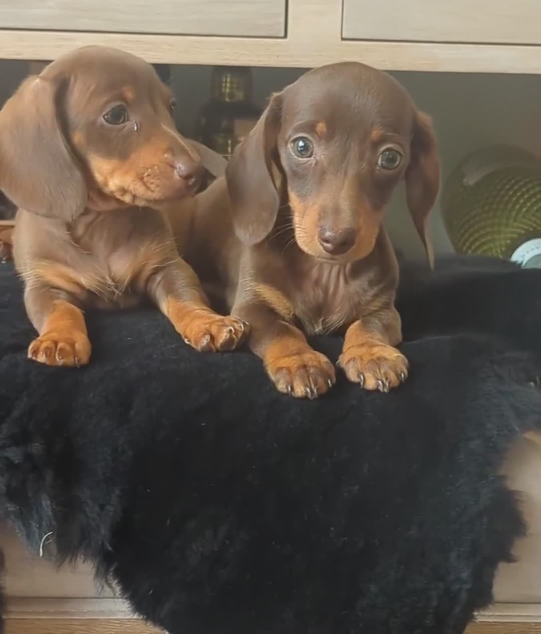 Miniature Dachshund dogs for sale: Ethically Bred Superior Health Tested Miniatures - Video 2
