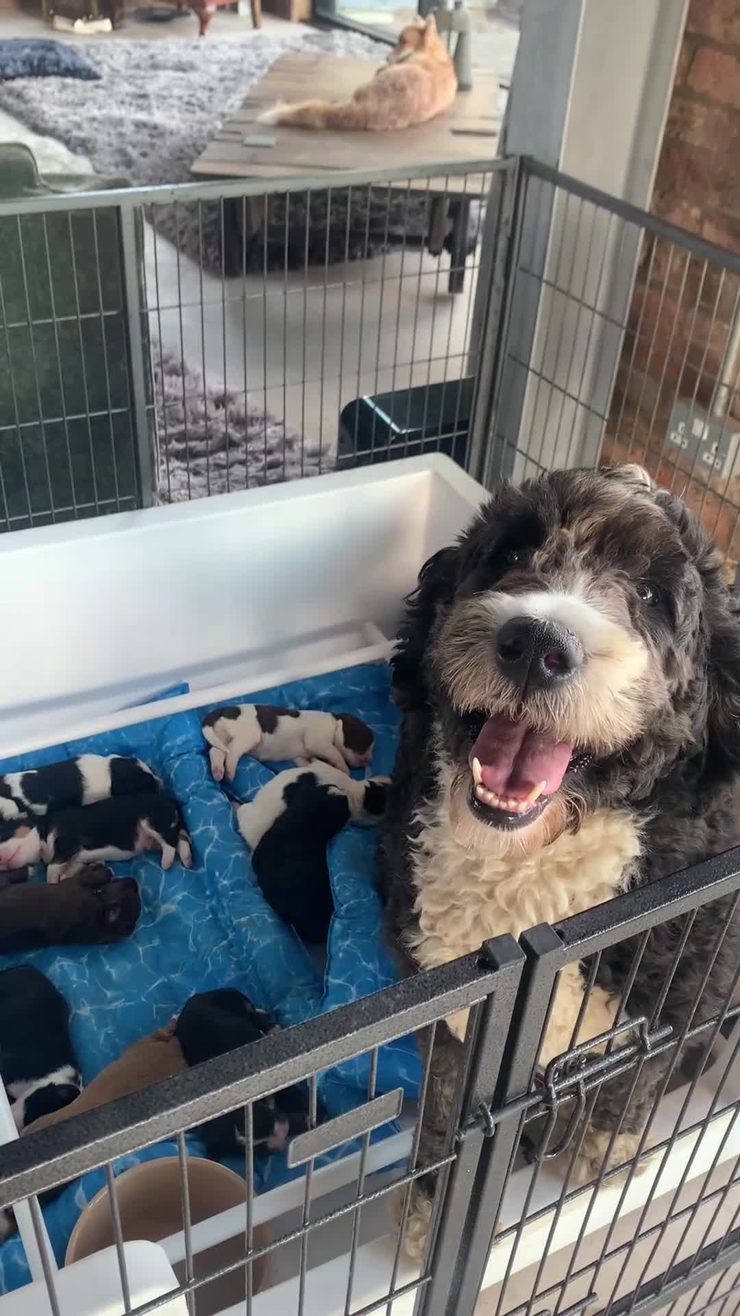 Bernedoodle dogs for sale: Standard Size Bernedoodle  - Video 1